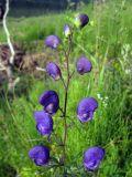 Aconitum ambiguum