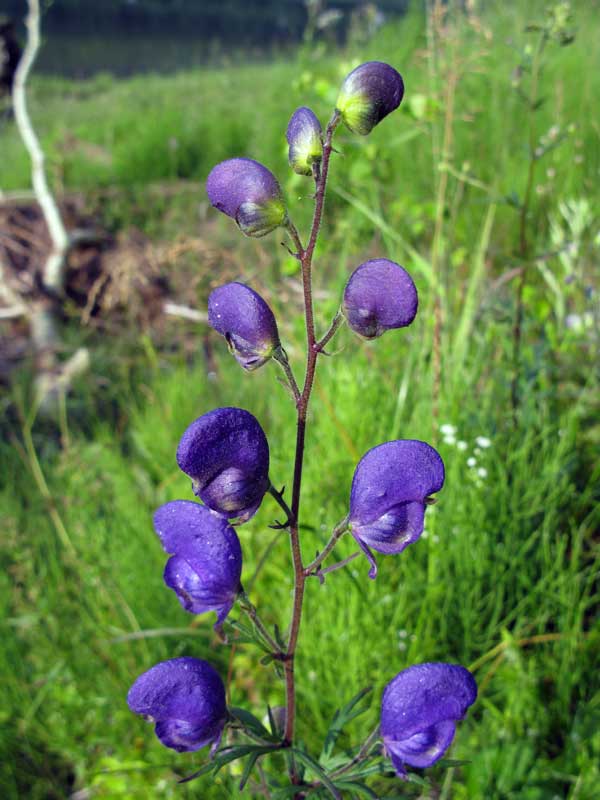 Изображение особи Aconitum ambiguum.