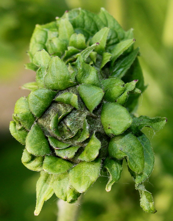 Image of Telekia speciosa specimen.