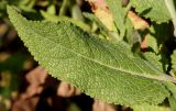 genus Salvia. Лист. Германия, г. Дюссельдорф, Ботанический сад университета. 03.07.2014.