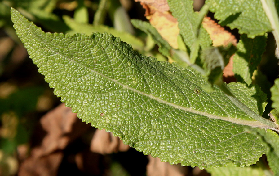 Image of genus Salvia specimen.