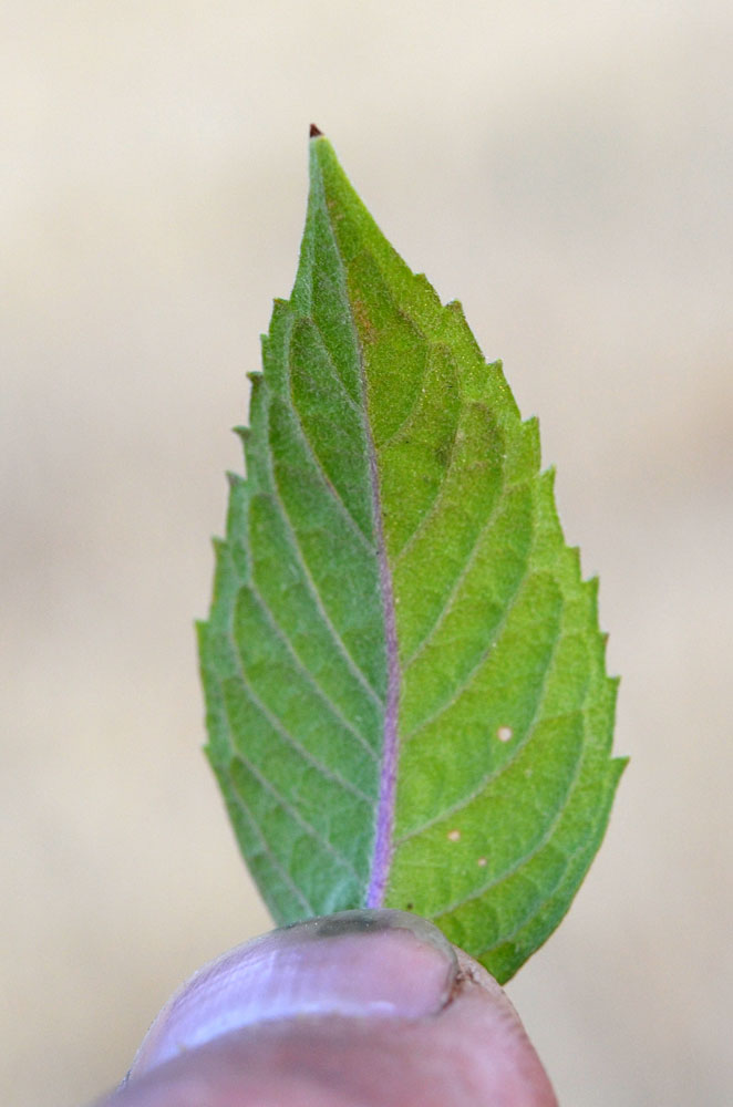 Image of Mentha &times; interrupta specimen.