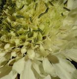 Cephalaria gigantea. Часть соцветия. Германия, г. Дюссельдорф, Ботанический сад университета. 03.07.2014.
