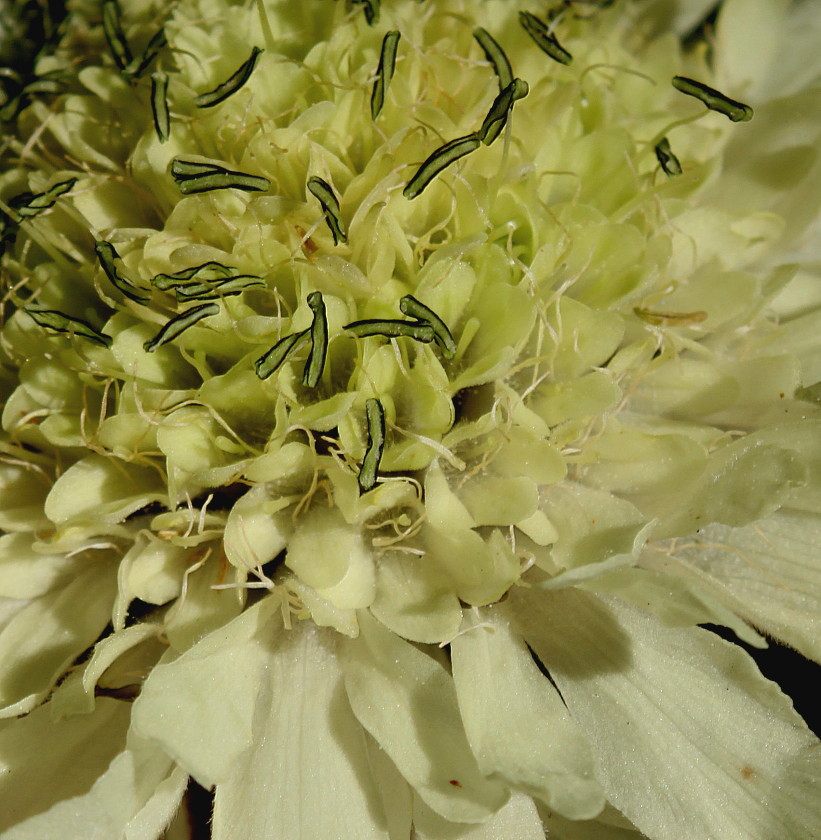 Изображение особи Cephalaria gigantea.