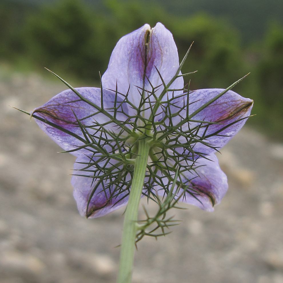 Image of Nigella elata specimen.