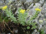 Rhodiola rosea. Цветущее растение. Восточный Казахстан, Южный Алтай, хр. Сарымсакты, пер. Бурхат, ≈ 2200 м н.у.м. 3 июля 2012 г.