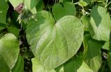 Ipomoea purpurea