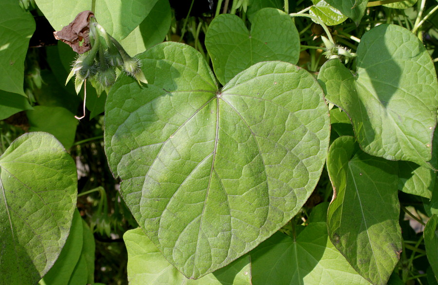 Изображение особи Ipomoea purpurea.