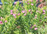 Polygala myrtifolia. Верхушки побегов с цветками. Италия, регион Лацио, провинция Риети (Rieti), г. Мальяно Сабина (Magliano-Sabina), в культуре. 7 сентября 2014 г.