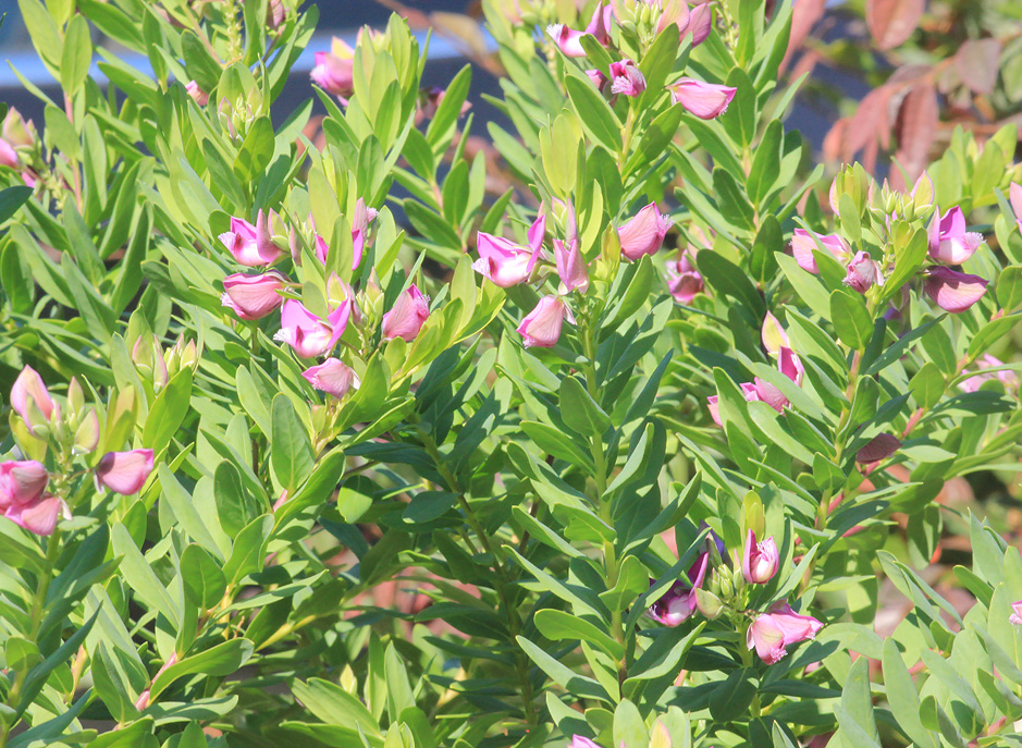 Image of Polygala myrtifolia specimen.