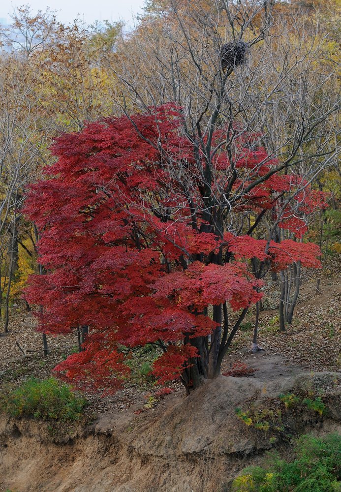 Изображение особи Acer pseudosieboldianum.