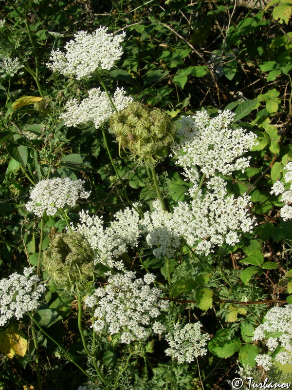 Image of Daucus carota specimen.