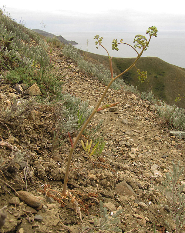 Image of Ferula caspica specimen.