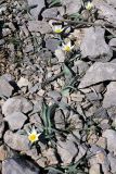 Tulipa turkestanica