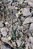 Tulipa turkestanica. Цветущие растения. Южный Казахстан, горы Алатау, левый гребень Восточного ущелья, 1000 м н.у.м. 08.04.2014.