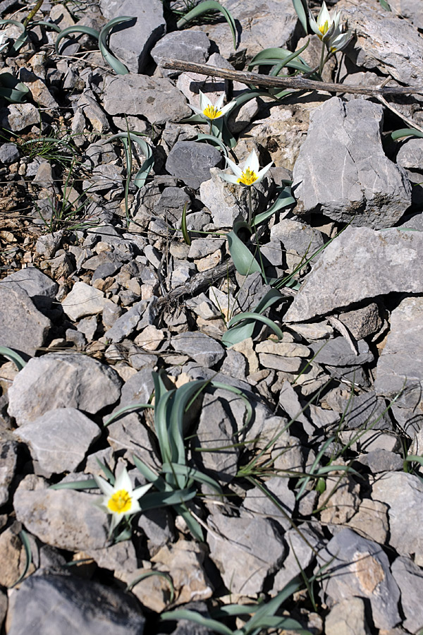 Изображение особи Tulipa turkestanica.