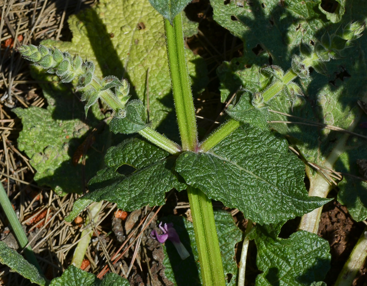 Изображение особи Salvia hierosolymitana.