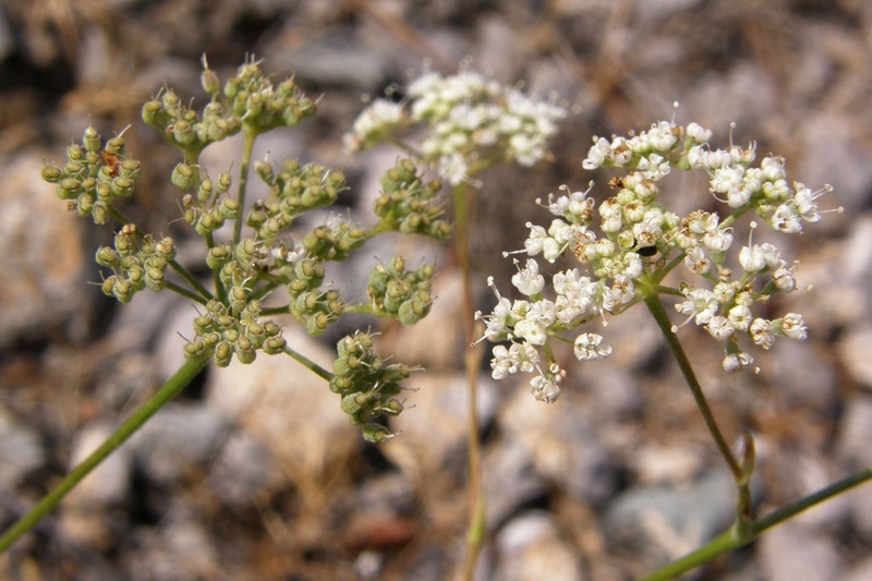 Изображение особи Pimpinella tragium.