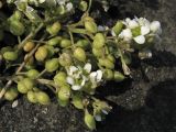 Cochlearia anglica. Побеги с цветками и плодами. Нидерланды, Северное море, остров Схирмонниког, приморская дамба. Июнь 2007 г.