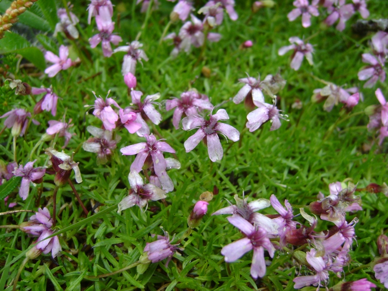 Изображение особи Silene acaulis.