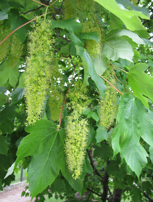 Image of Acer pseudoplatanus specimen.