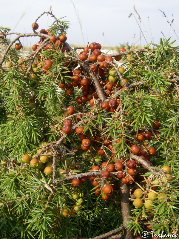 Image of Juniperus deltoides specimen.