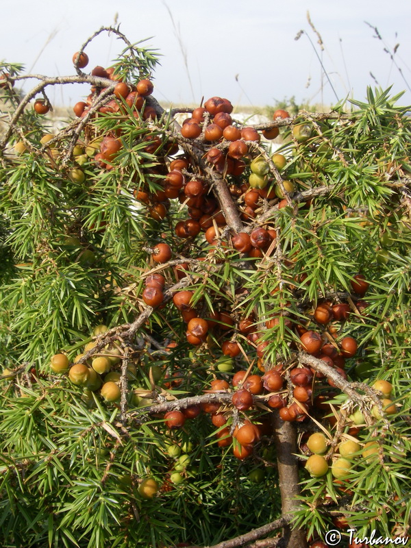 Изображение особи Juniperus deltoides.