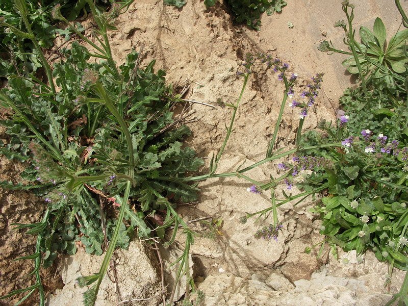 Изображение особи Limonium sinuatum.