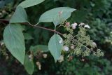 Hydrangea paniculata