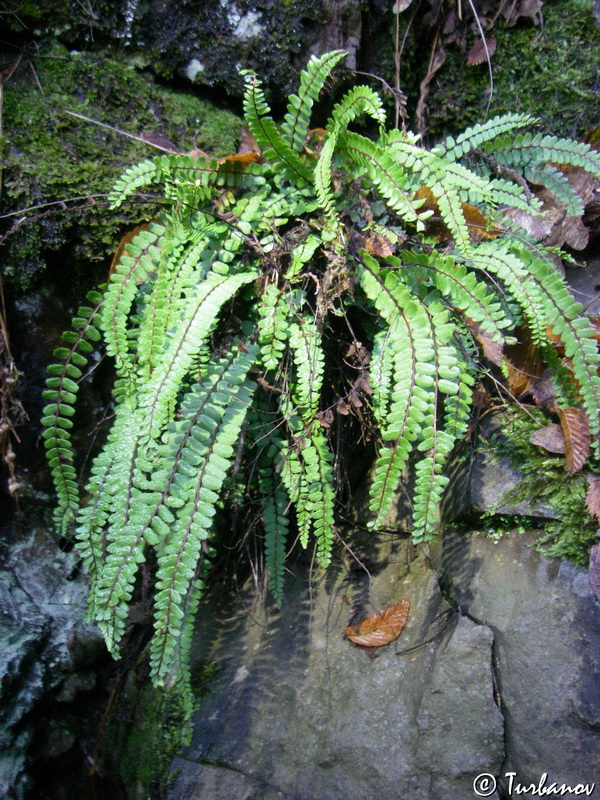 Изображение особи Asplenium trichomanes.