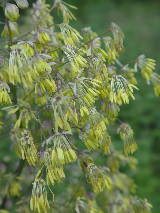 Image of Thalictrum minus specimen.