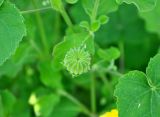 Abutilon indicum