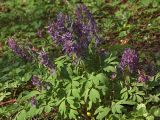 Corydalis solida. Цветущие растения. Украина, г. Киев, ботанический сад им. акад. А.В. Фомина Киевского национального университета. 28 марта 2014 г.