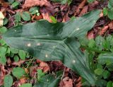 Arum italicum ssp. albispathum