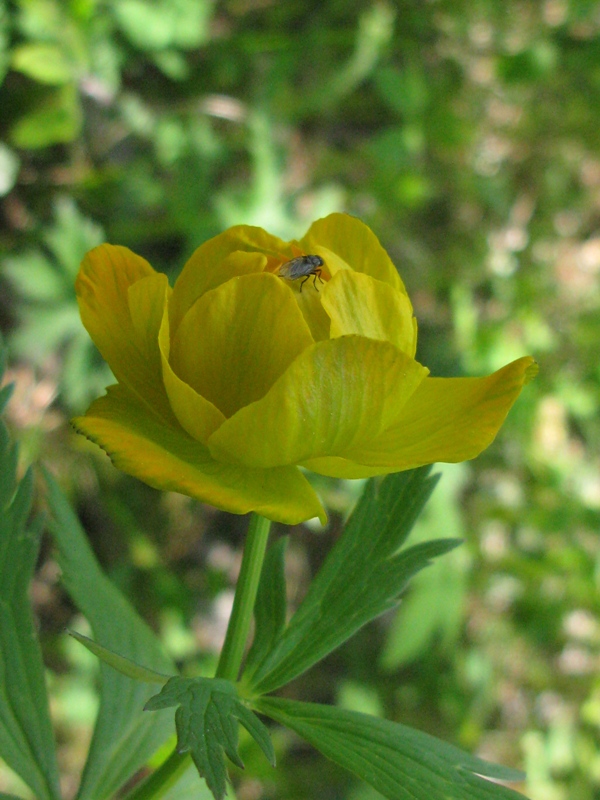 Image of genus Trollius specimen.