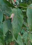 Image of taxon representative. Author is Геннадий Окатов