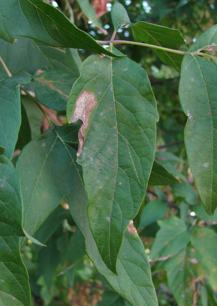 Image of Acer negundo specimen.