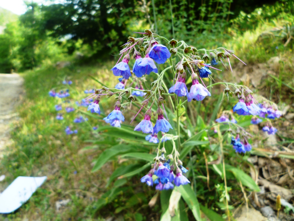 Изображение особи Lindelofia macrostyla.