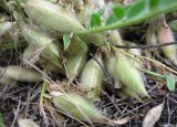 Astragalus buchtormensis