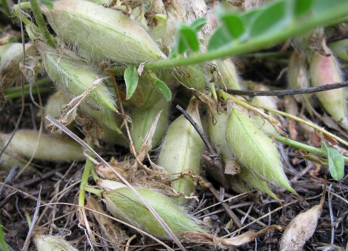 Изображение особи Astragalus buchtormensis.