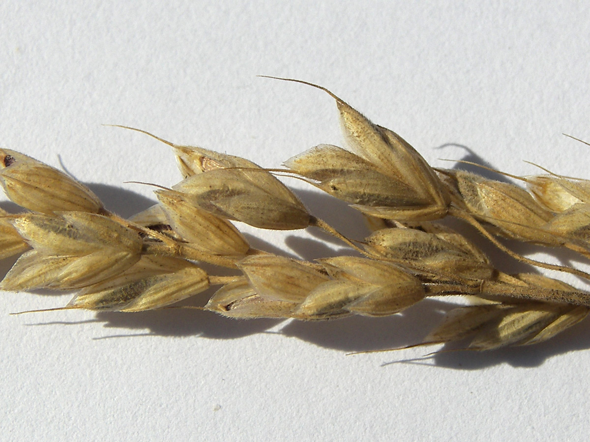 Image of Bromus hordeaceus specimen.