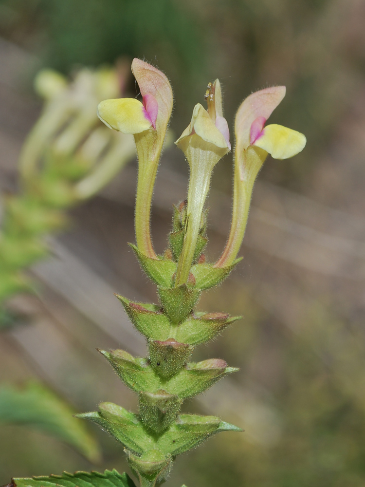 Image of Scutellaria adenostegia specimen.