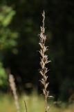 Oenothera biennis. Сухое прошлогоднее соплодие. Калужская обл., окр. пос. Думиничи, олуговелая вырубка. 24.08.2009.