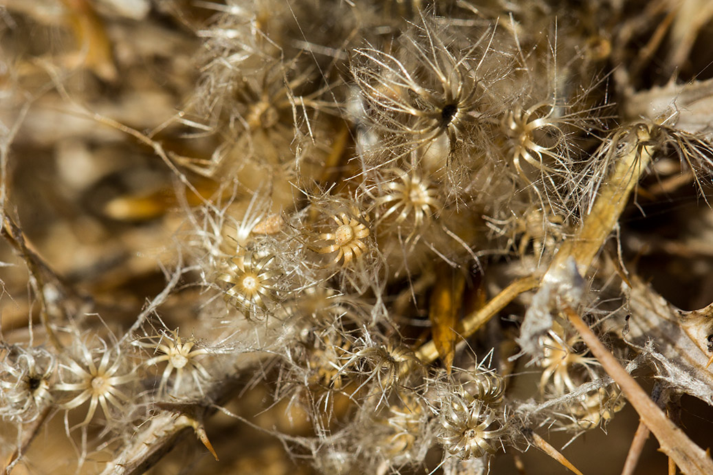 Image of Carlina graeca specimen.