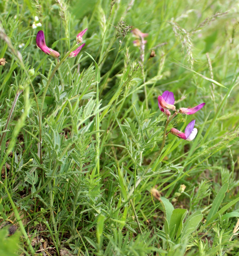 Image of Vicia subvillosa specimen.