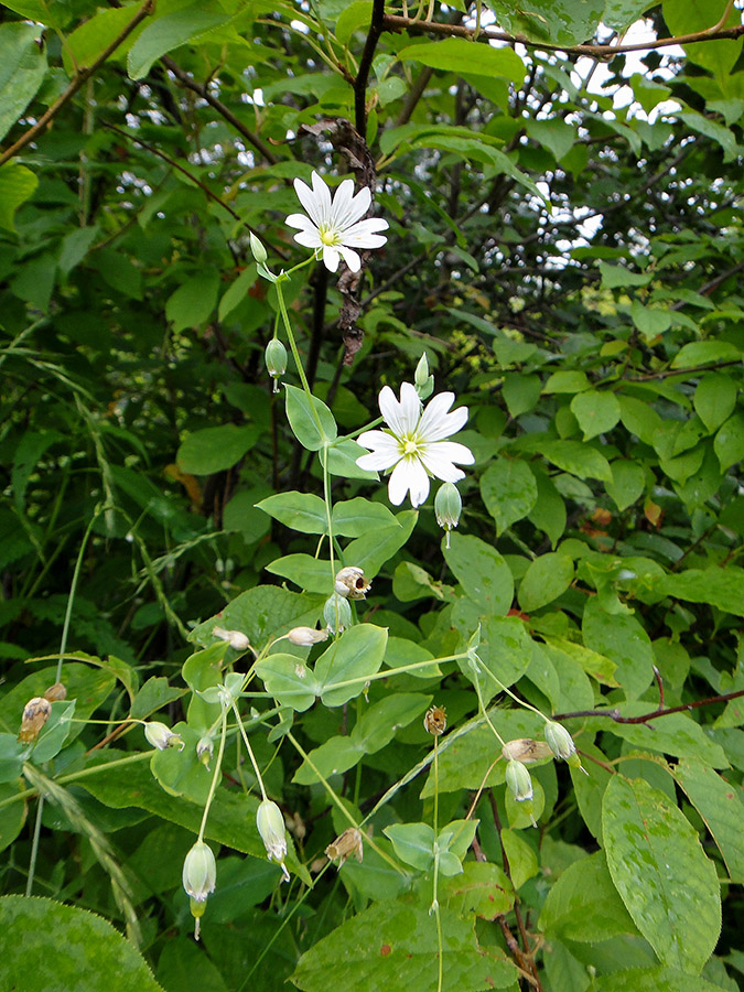 Изображение особи Cerastium davuricum.