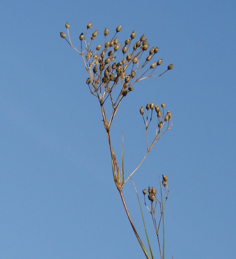 Image of Eremogone saxatilis specimen.