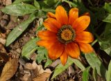 род Gazania