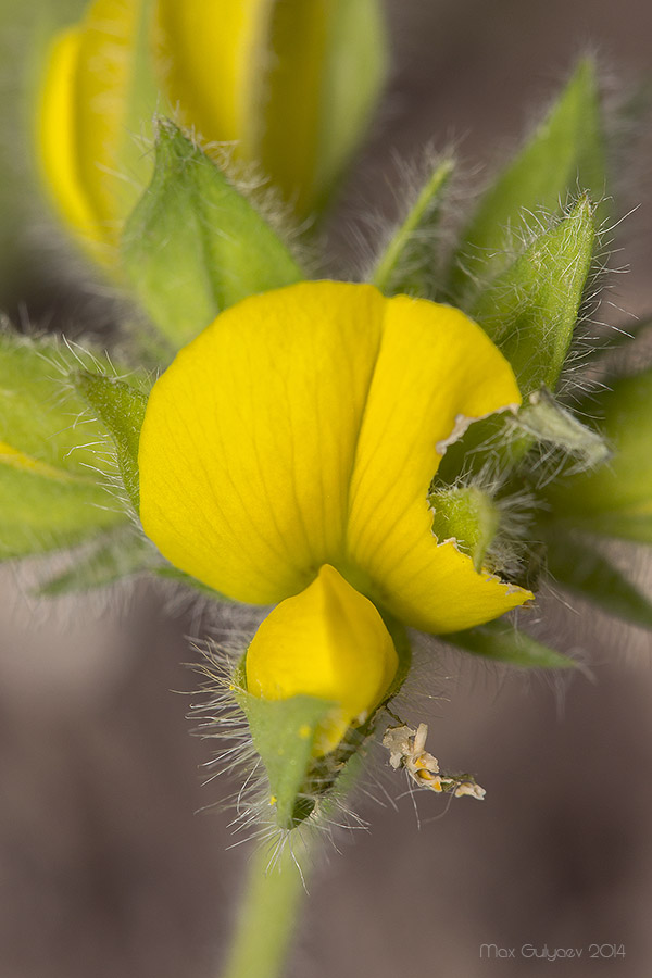 Image of Argyrolobium biebersteinii specimen.