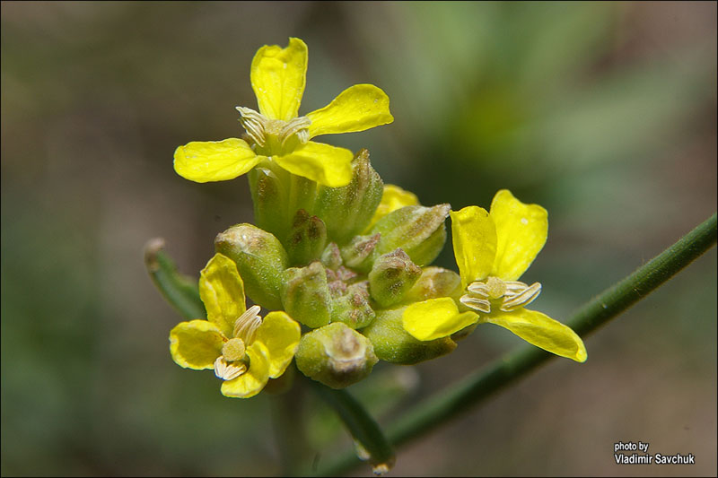 Изображение особи Erysimum canescens.